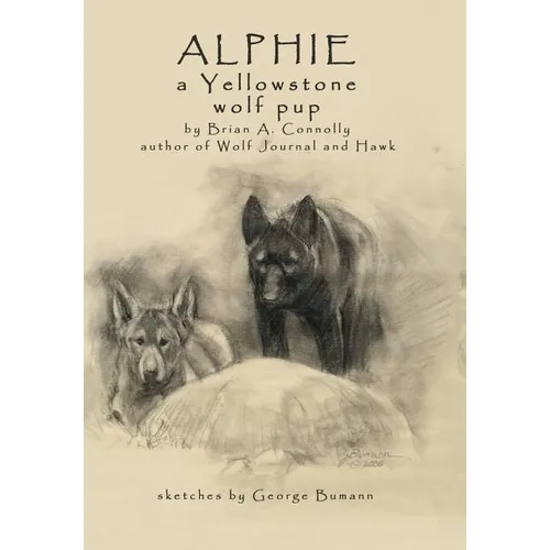 Alphie, a Yellowstone Wolf Pup