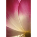 Phyla of Joy
