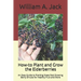 How-to Plant and Grow the Elderberries: An Easy Guide to Planting these Fast Growing Berry Shrubs for Healthy Fruit and More
