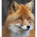 Foxes