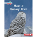 Meet a Snowy Owl