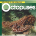 Welcome to the World of Octopuses