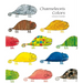 Chameleon's Colors