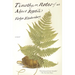 Timothy; Or, Notes of an Abject Reptile