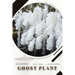 Ghost Plant: Plant Guide