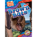 Brown Bats