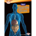 Your Digestive System