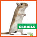 Gerbils