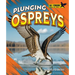 Plunging Ospreys