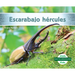 Escarabajo Hércules (Hercules Beetle)