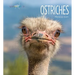 Ostriches