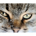 Life as Boo Boo's Bitch: The Fundamentals of Feline Fatherhood