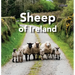 Sheep of Ireland