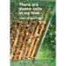 There are queen cells in my hive: - what should I do?