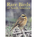 Rare Birds of North America