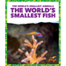 The World's Smallest Fish