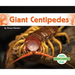 Giant Centipedes