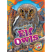 Elf Owls