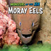 Moray Eels