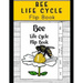 Life Cycle of Bees