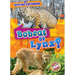 Bobcat or Lynx?