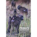 Primate Socioecology: Shifting Perspectives