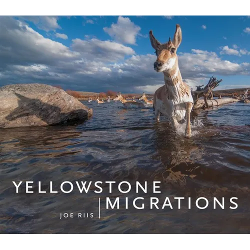 Yellowstone Migrations