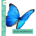 Blue Morphos