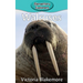 Walruses