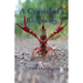 A Crawdad's Rhapsody
