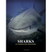 Sharks and Underwater Predators