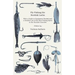 Fly-Fishing the Scottish Lochs - With a Guide to Equipment Needed and a Detailed List of the Best Fishing Spots in the Scottish Counties