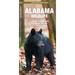 Alabama Wildlife: A Folding Pocket Guide to Familiar Animals