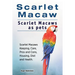 Scarlet Macaw. Scarlet Macaws as pets. Scarlet Macaws Keeping, Care, Pros and Cons, Housing, Diet and Health.