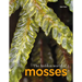 The Hidden World of Mosses