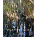 In the Swampyland