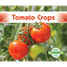 Tomato Crops