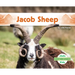 Jacob Sheep