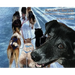 Run Like a Sled Dog: Another Black Bear Sled Dog Adventure