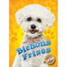 Bichons Frises