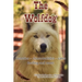 The Wolfdog: Genetics - characteristics - cares - feeding and more