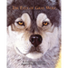 The Eyes of Gray Wolf