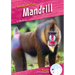 Mandrill