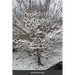 The Learning Tree