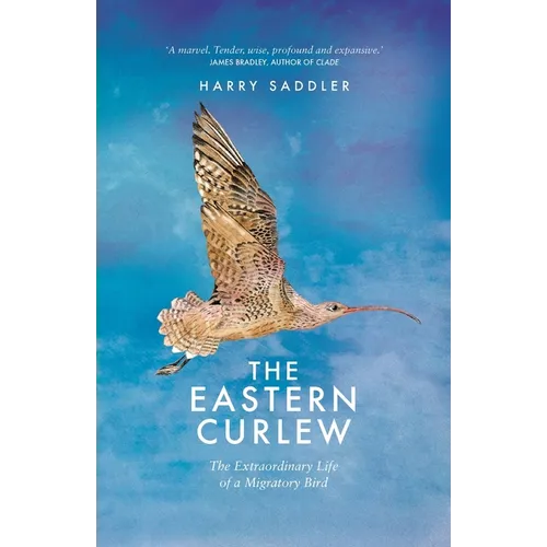 The Eastern Curlew