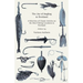 The Joy of Angling in Scotland - A Selection of Classic Articles on the Best Fishing Locations in Scotland (Angling Series)