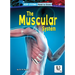 The Muscular System