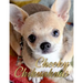Cheeky Chihuahuas