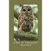 Owl at Twilight