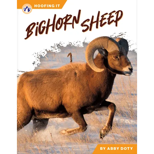 Bighorn Sheep